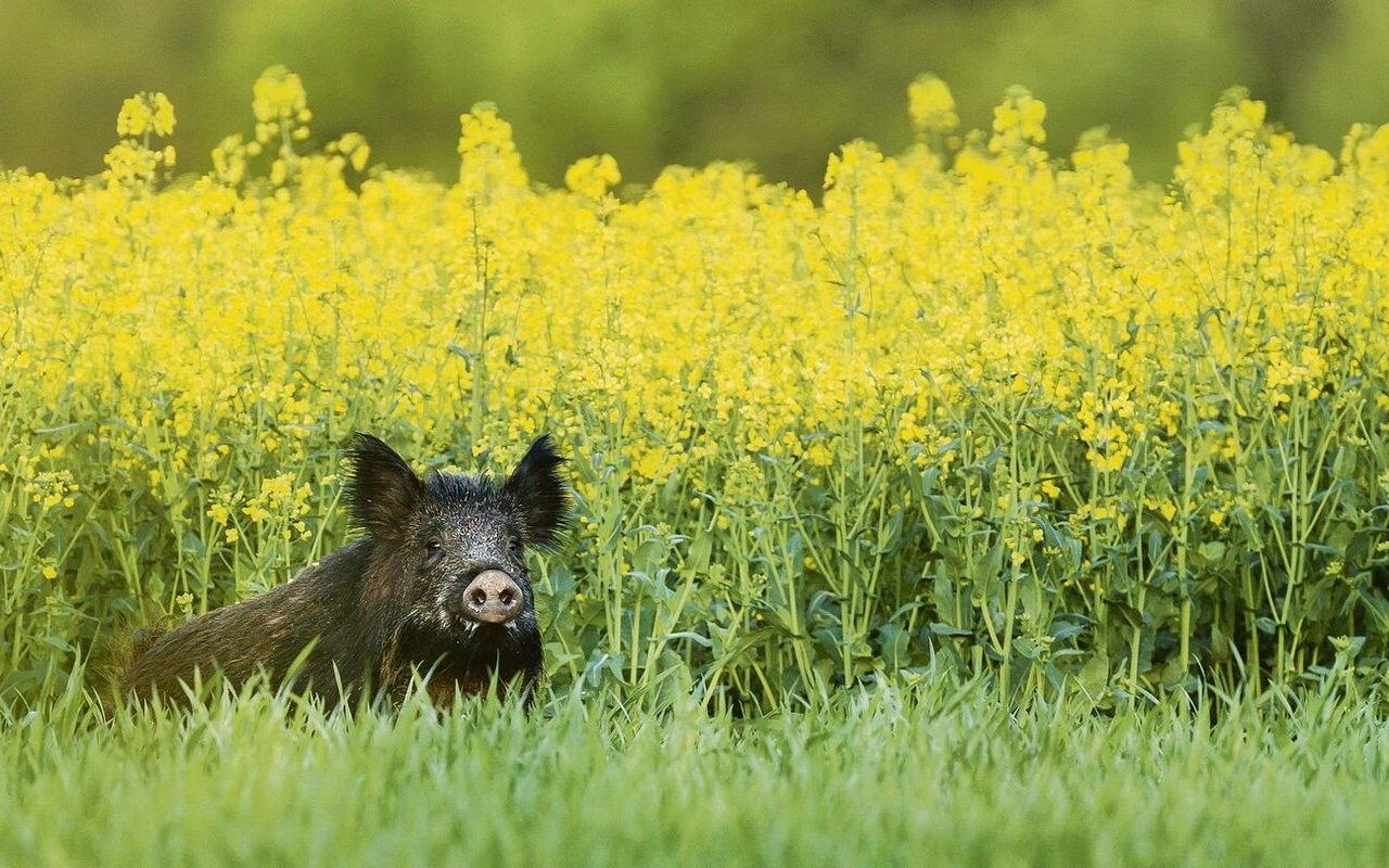 In mehreren Ländern ist ASP in der Wildschweinpopulation ausser Kontrolle. So auch im Ferienland Italien. 