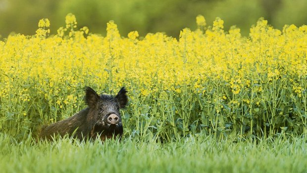 In mehreren Ländern ist ASP in der Wildschweinpopulation ausser Kontrolle. So auch im Ferienland Italien. 