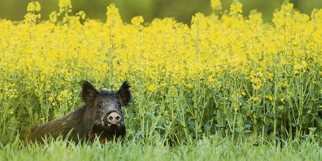 In mehreren Ländern ist ASP in der Wildschweinpopulation ausser Kontrolle. So auch im Ferienland Italien. 