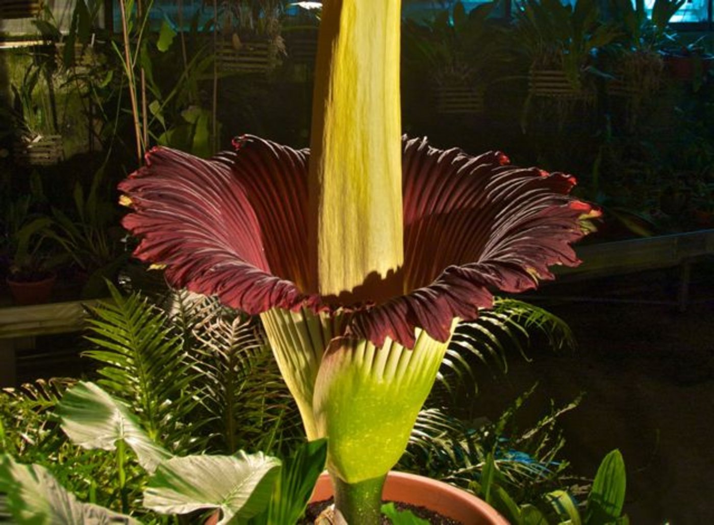 Die Blüte der Titanwurz öffnet sich nur für kurze Zeit. (Bild Botanischer Garten Basel)