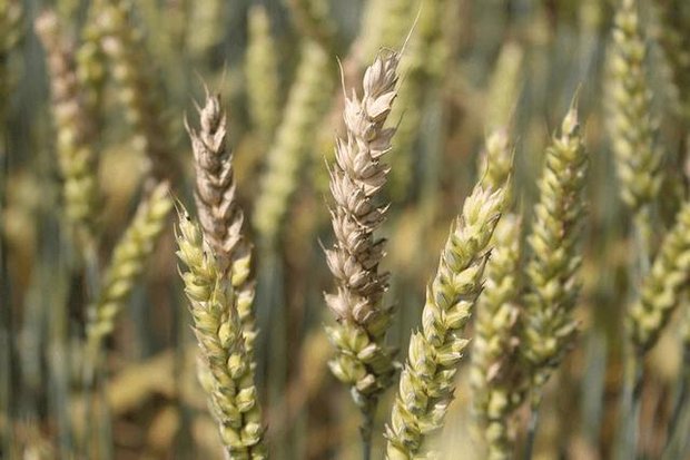 Symptome auf Weizenähren nach Befall mit Fusarien. Da der Pilz gefährliche Giftstoffe produziert, ist seine Bekämpfung wichtig. (Bild zVg)