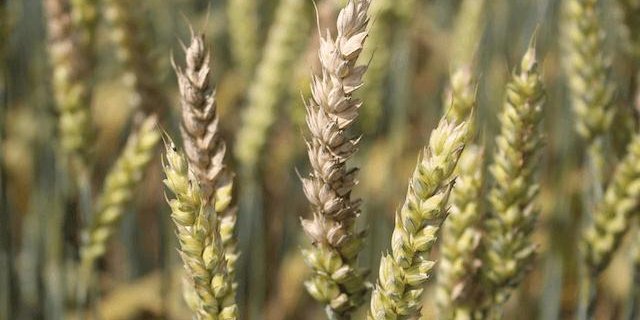 Symptome auf Weizenähren nach Befall mit Fusarien. Da der Pilz gefährliche Giftstoffe produziert, ist seine Bekämpfung wichtig. (Bild zVg)