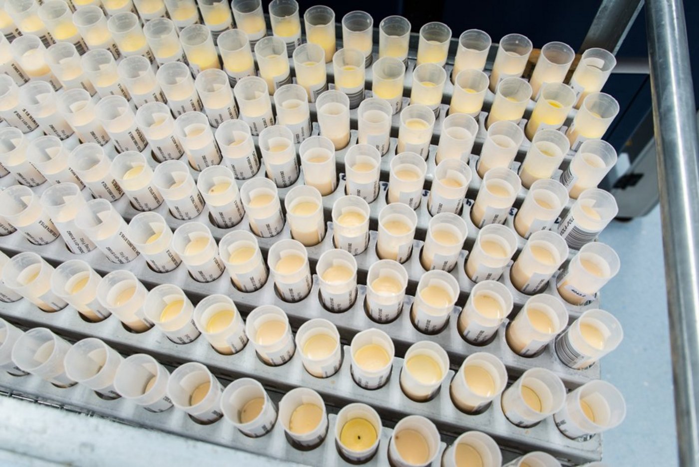 Milchproben warten darauf, analysiert zu werden. Bis zu 25000 Proben pro Tag können die Mitarbeitenden von Suisselab verarbeiten. (Bild hja)
