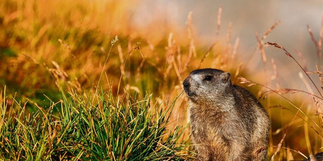 Der Klimawandel hat verschiedene Einflüsse auf das Murmeltier. Einerseits verändert sich die Vegetationsperiode und andererseits rückt die Baumgrenze in die Höhe – das verkleinert ihren Lebensraum. 