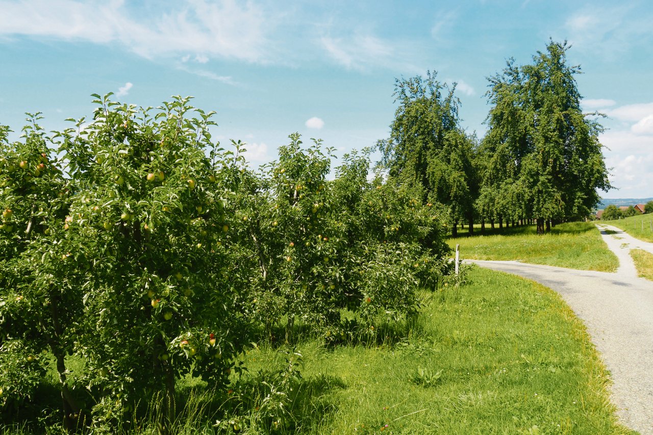 Dieser Hochstamm-Obstgarten und weitere Obstkulturen prägen den Rückweg nach Weinfelden.
