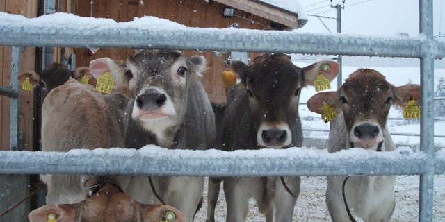 Kälber dürfen in Hessen beim Enthornen keine Schmerzen mehr leiden. (Bild Doris Pleisch/landwirtschaft.ch)