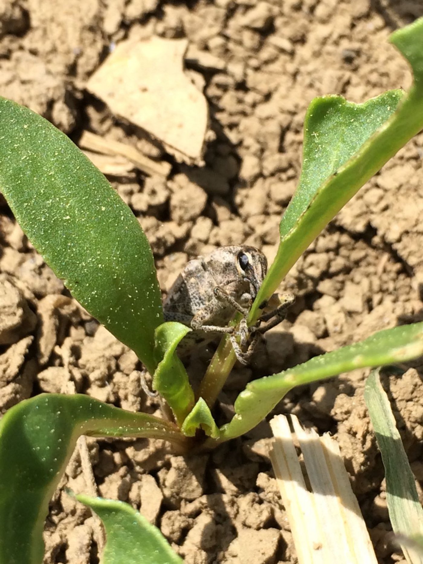 Ein Rübenderbrüssler auf einer jungen Zuckerrübenpflanze. (Bild "Die Rübenbauern")