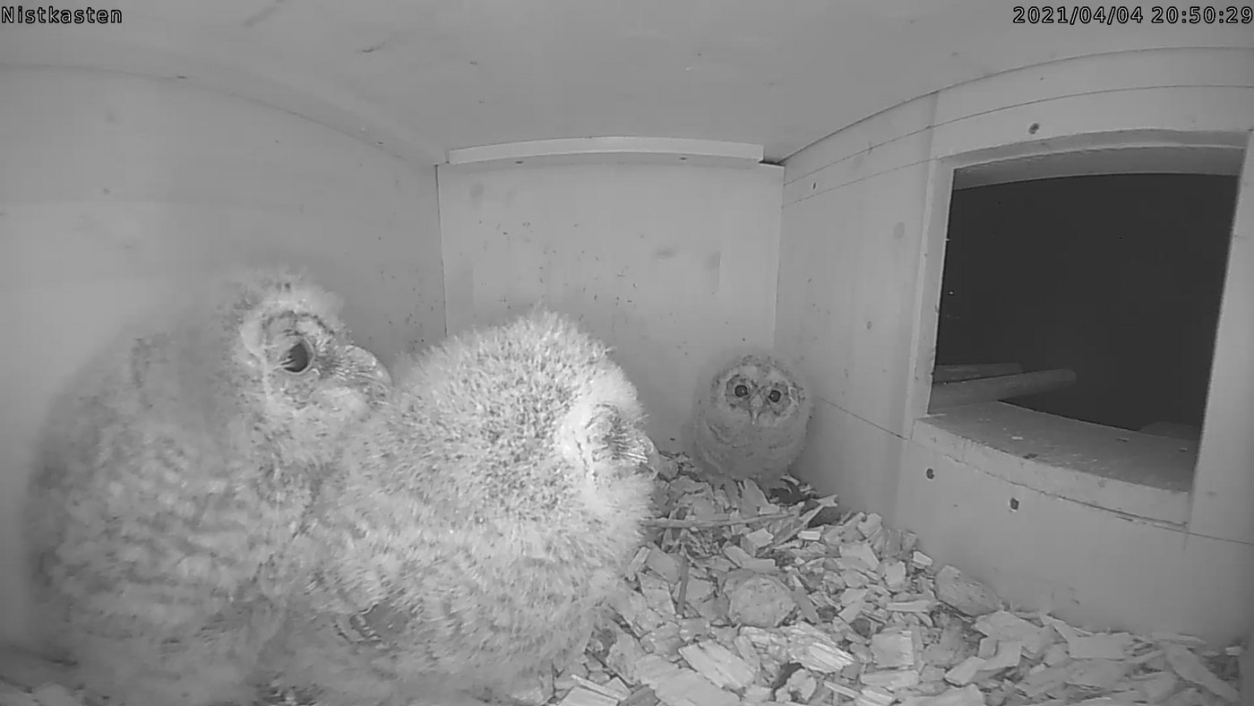 Die Küken sind schnell gewachsen und warten am Eingang auf die nächste Mäuse-Lieferung. 