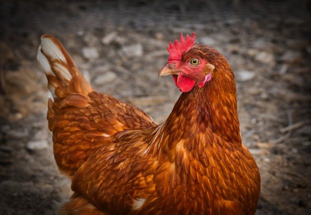 Vogelgrippe in Deutschland nachgewiesen Das Geflügel ist wahrscheinlich von wilden Wasservögeln angesteckt worden. (Bild Pixabay)