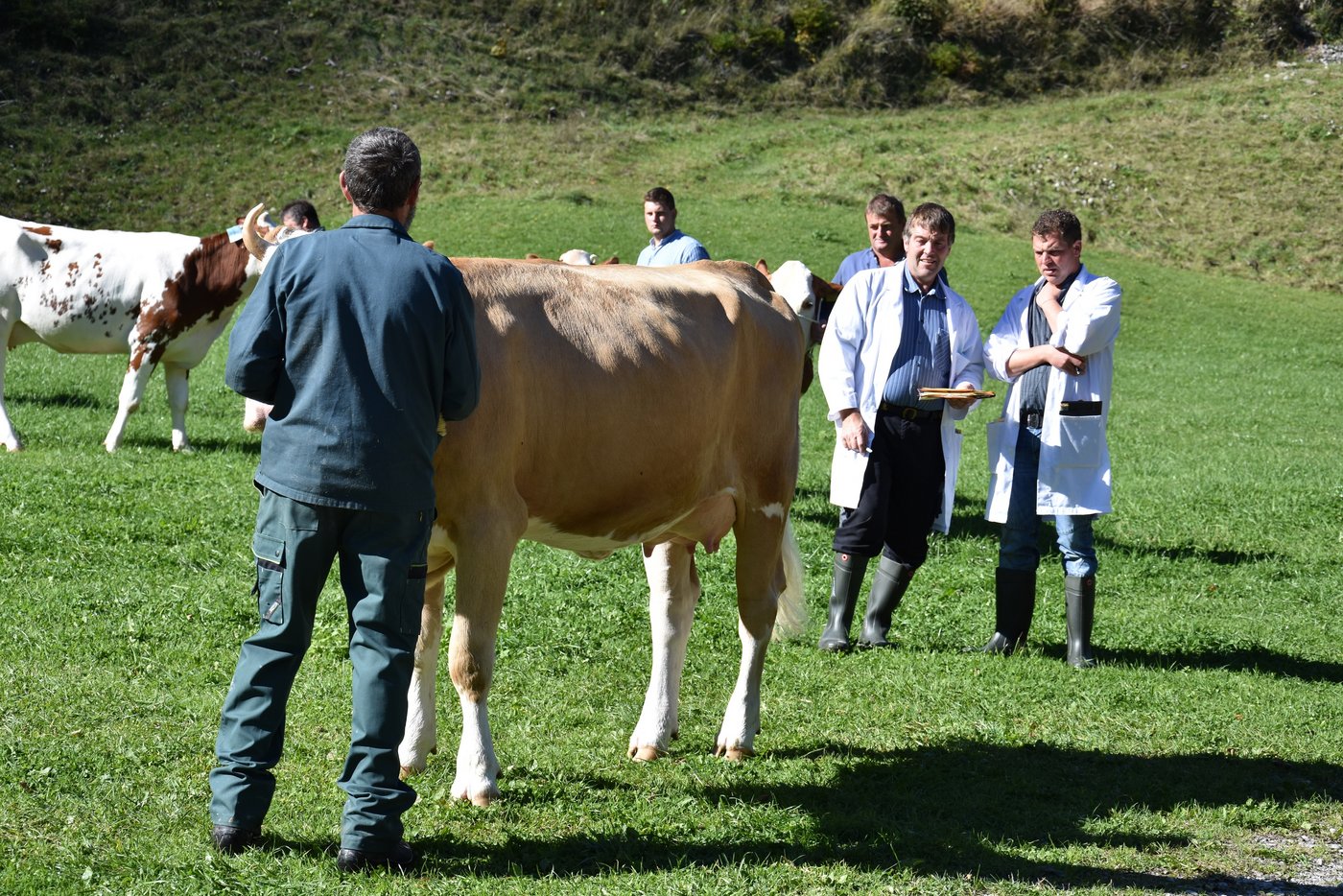 Die beiden Experten Hanspeter Ryter und Niklaus Leuthold konnten hervorragende Tiere beurteilen.