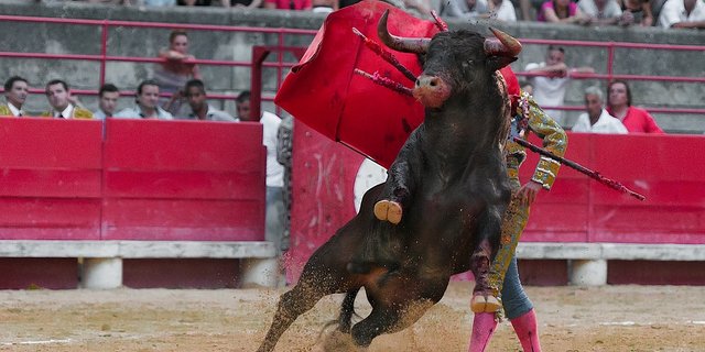 Stierkämpfe sind seit Jahren umstritten. (Bild Pixabay)