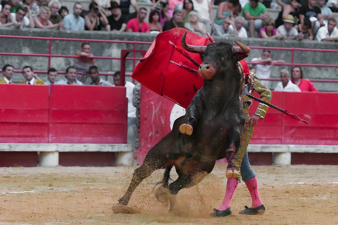 Stierkämpfe sind seit Jahren umstritten. (Bild Pixabay)