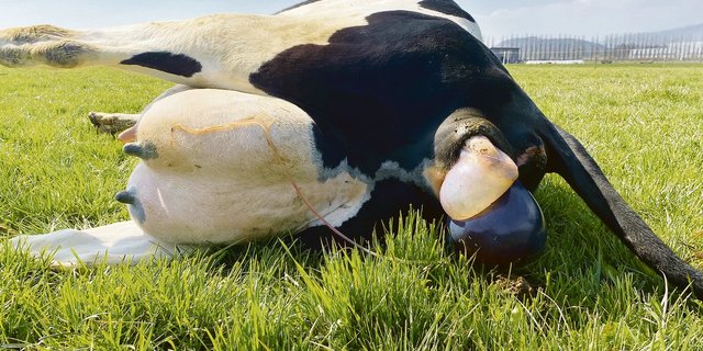 Eine problemlose Geburt ist der beste Start ins Leben. Dabei sollte man dem Muttertier genügend Zeit lassen und die Lage immer unter Kontrolle haben.(Bilder Nicole Geiser)