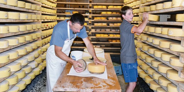 Im Käsekeller gibt es immer viel zu tun: Frank Amstutz mit seinem Sohn Jonas. Neben Berner Alpkäse AOP werden auch Mutschli und die Eigenkreation der Lauberhornkäse hergestellt.(Bilder Peter Fankhauser)