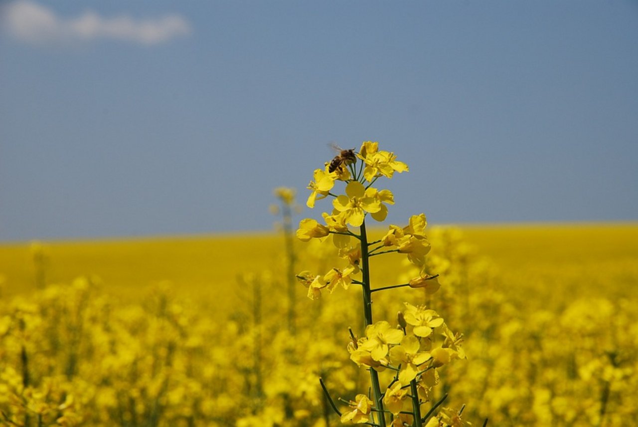 Biene auf Raps: Die Imker fordern auch, vorläufig seien keine neuen Pestizide zuzulassen. (Bild Pixabay)