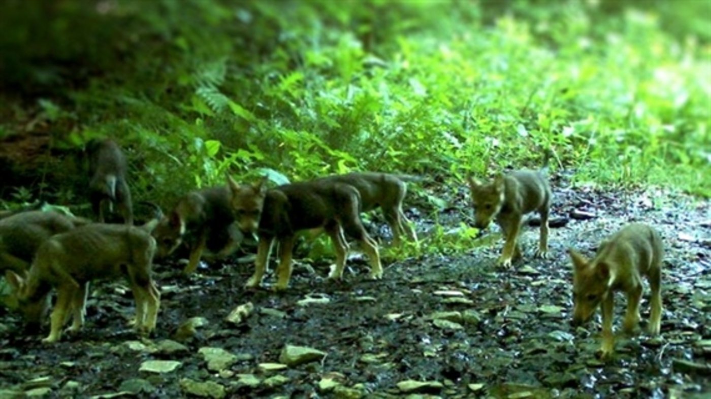 Das Calanda-Rudel hatte heuer schon zum sechsten Mal Junge. (Bild Kanton Graubünden)