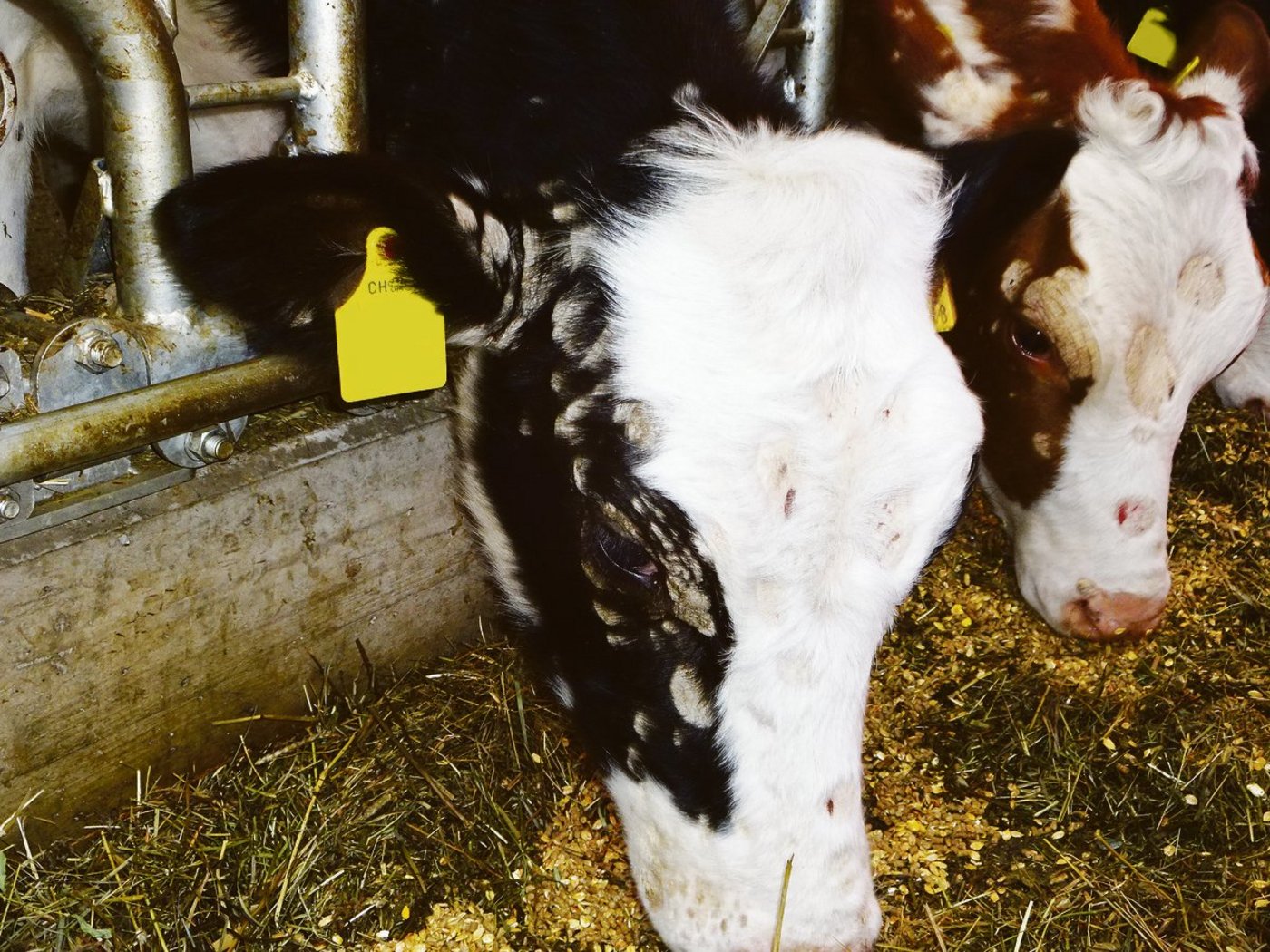 Die schuppig-krustigen Hautveränderungen, die der Pilz verursacht, breiten sich zuerst am Kopf und um die Augen des Kalbes aus. (Bilder KGD)