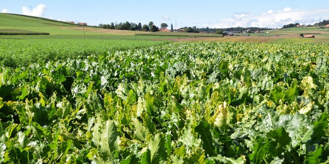 Agroscope und das FiBL  suchen nun nach Lösungen, um die Blattläuse auch ohne das Insektizid Gaucho in Schach zu halten. Blühstreifen und das Pflanzen von Rüben könnten helfen. Bis tolerante Sorten salonfähig sind, kann es noch vier Jahre dauern. (Bild BauernZeitung/sjh)