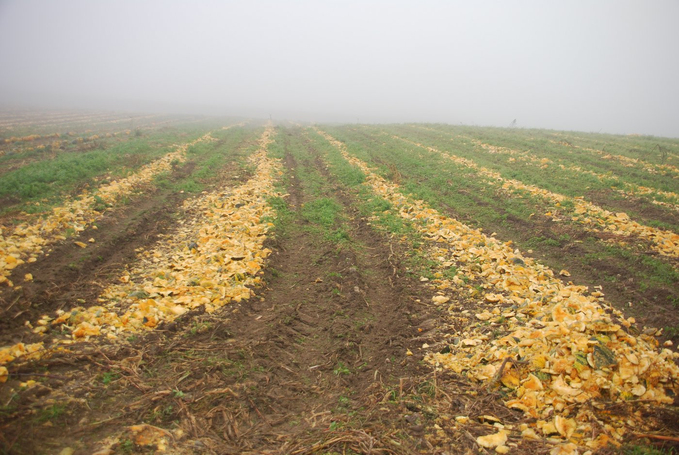 ... wird direkt wieder auf dem Feld verteilt und dient als Dünger für den Boden. So entsteht ein sinnvoller Nährstoffkreislauf.