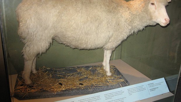 Das Schaf Dolly war das erste geklonte Säugetier (hier ausgestellt im Royal Museum of Scotland). (Bild Maltesedog)