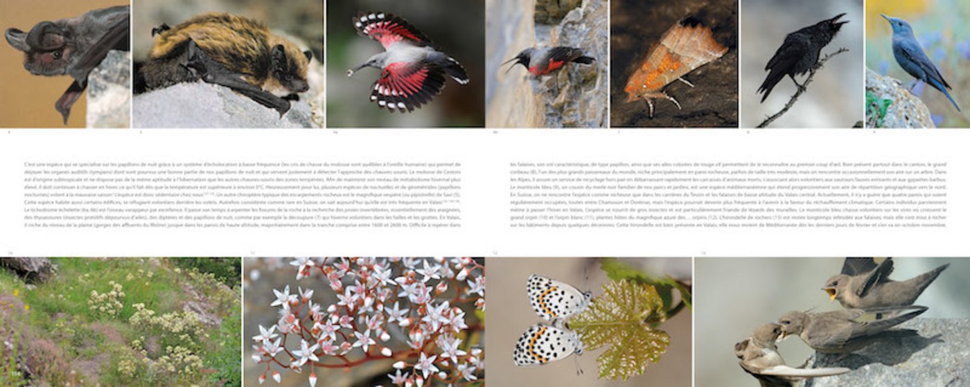 Auf Doppelseiten werden Flora und Fauna des Wallis präsentier. (Bild Vogelwarte Sempach)