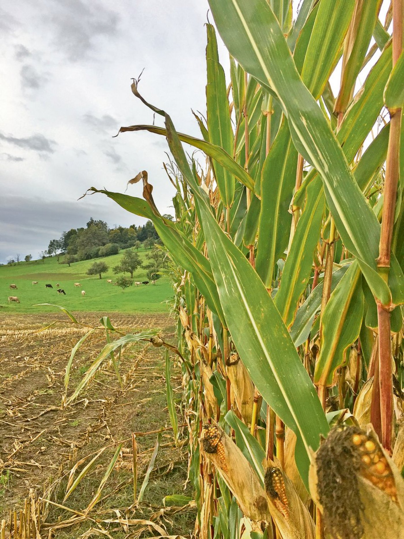 Halbzeit bei der Maisernte, so wie hier im Gebiet Soppensee.(Bild aem)
