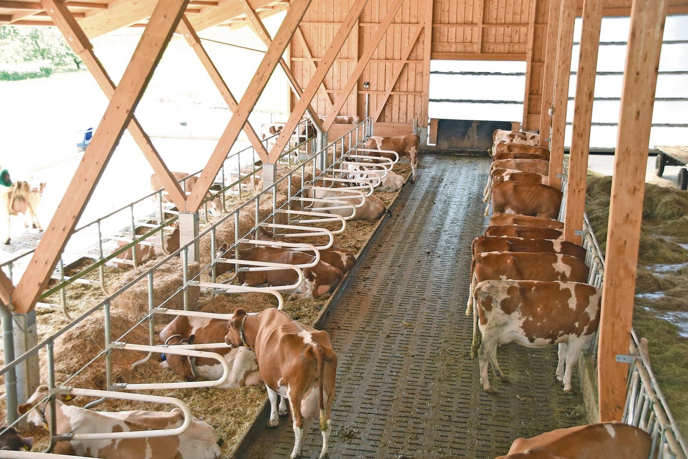 Der Laufstall ist mit 51 Liegeboxen ausgestattet. Dem Tierwohl wurde dabei grosse Beachtung geschenkt. 