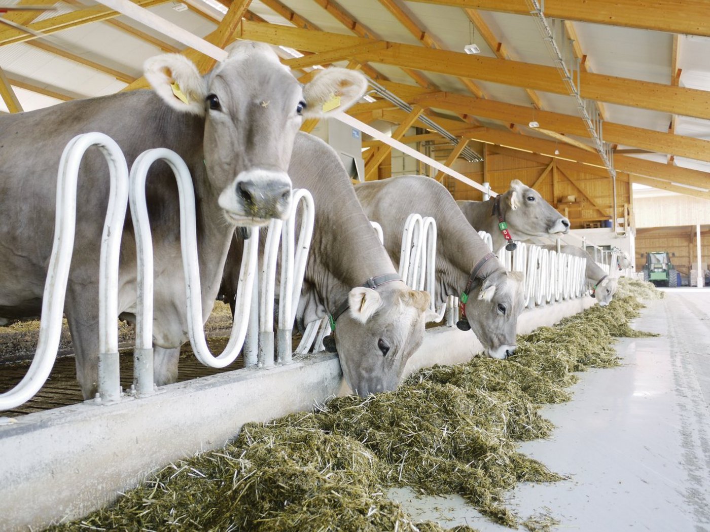 Milchfieber ist nicht immer ein akutes Problem, sondern kann auch versteckt daherkommen. Die Folgen sind gravierend und Vorbeugen ist wichtig. (Bild fd)