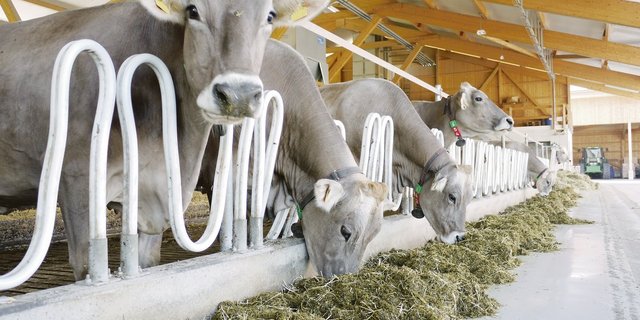 Milchfieber ist nicht immer ein akutes Problem, sondern kann auch versteckt daherkommen. Die Folgen sind gravierend und Vorbeugen ist wichtig. (Bild fd)