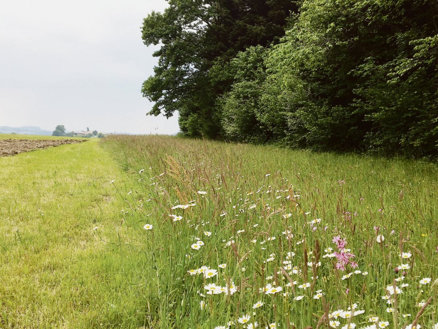 Im Talgebiet ist die Grenze zwischen Wald und Nutzfläche meist klar, auch wenn der Grenzbereich extensiv als Krautsaum bewirtschaftet wird. (Bild Josef Scherer)