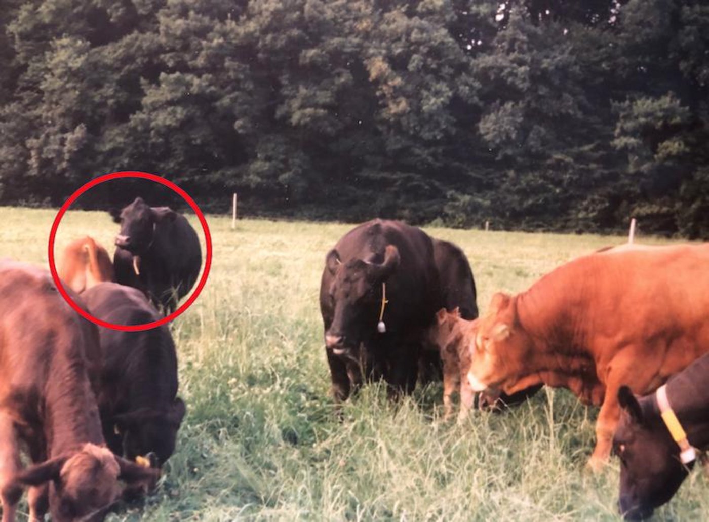 Kuh Bläcki mit Stierkälbchen Kay (siehe Markierung) auf der Weide. (Bild Toni Merki)