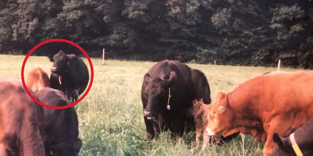 Kuh Bläcki mit Stierkälbchen Kay (siehe Markierung) auf der Weide. (Bild Toni Merki)
