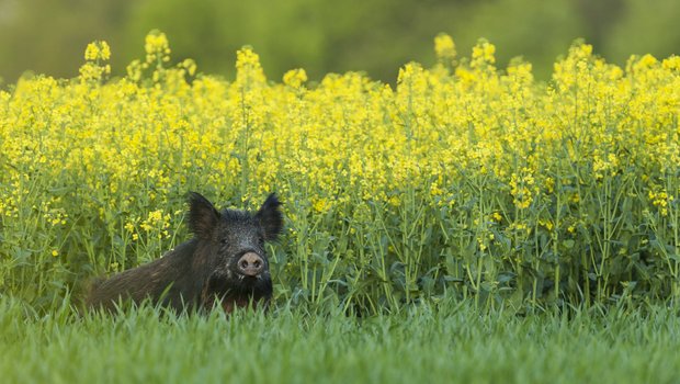 Das Wildschwein verbreitet sich immer stärker, unter anderem wegen einem guten Nahrungsangebot in der Kulturlandschaft. Raps zum Beispiel ist ein Leckerbissen für die Tiere. (Bild Adobe Stock)