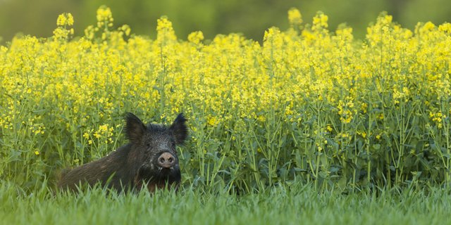 Das Wildschwein verbreitet sich immer stärker, unter anderem wegen einem guten Nahrungsangebot in der Kulturlandschaft. Raps zum Beispiel ist ein Leckerbissen für die Tiere. (Bild Adobe Stock)
