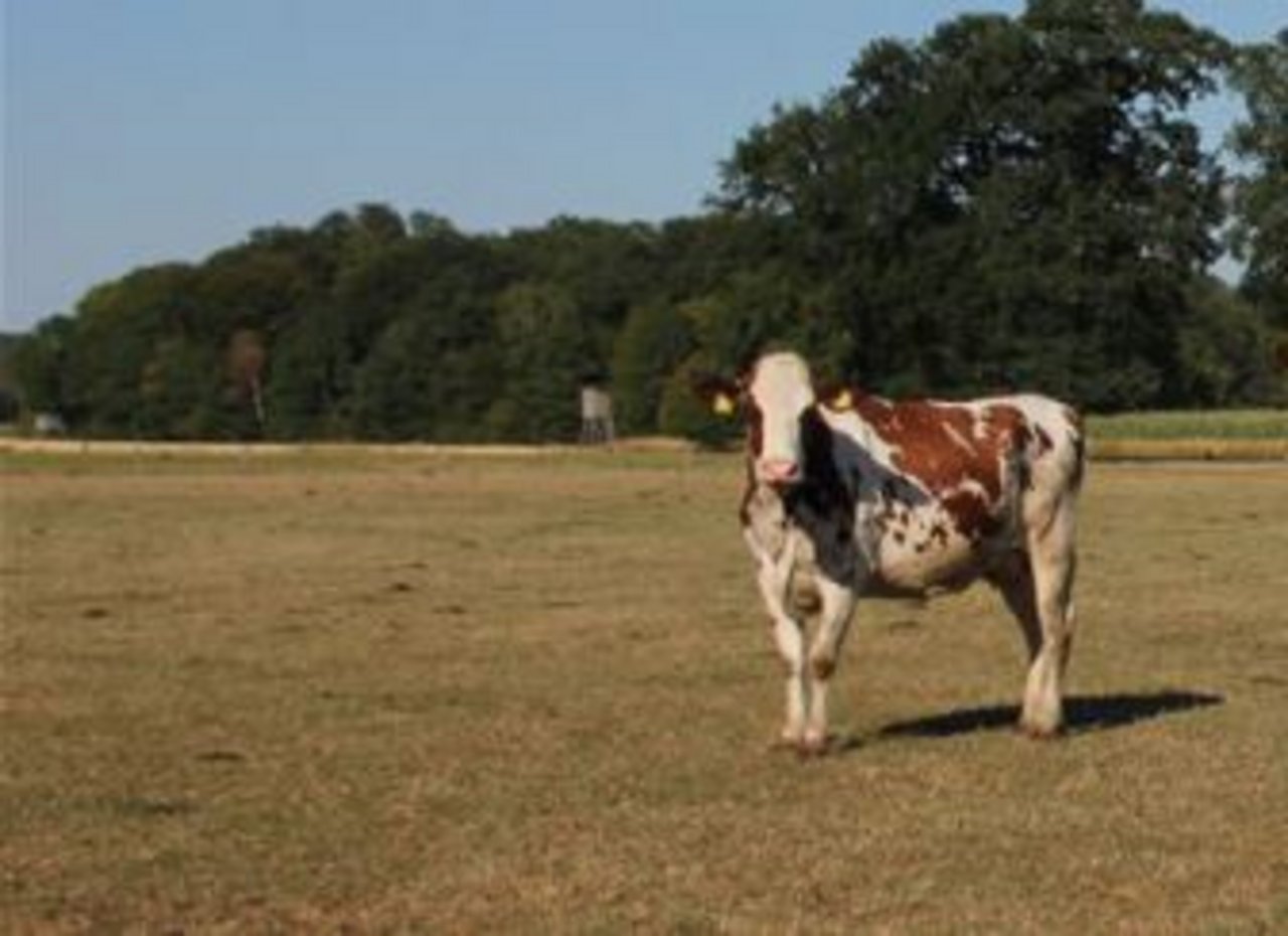 Rinder können in der Wildbahn grosse Strecken zurücklegen. Auf dem Bild ist eine Kuh, die vollbehalten bei ihrem Besitzer ist. (Bild Symbolbild)
