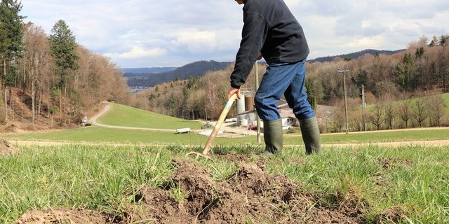 Wildschäden führen zu hohen Kosten in der Landwirtschaft. (Symbolbild aus der Zentralschweiz Ruth Aerni)