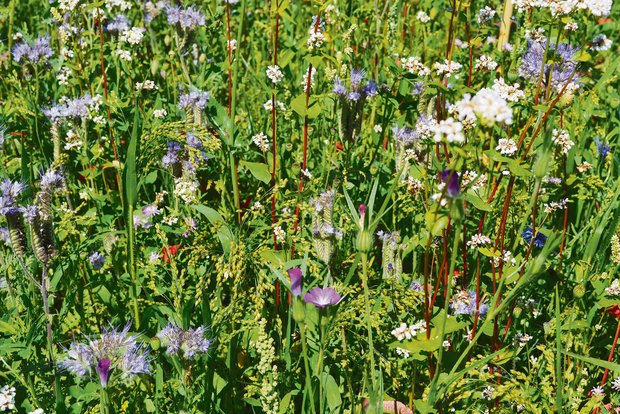 Bei Biodiversitäts-Themen bekommen Bauern ungerechtfertigt aufs Dach Blühstreifen sollen die Biodiversität fördern. Experten sind sich einig, dass es weitere Massnahmen zum Biodiversitäts-Schutz braucht. Für einmal steht nicht nur die Landwirtschaft im Fokus. (Bild jba)