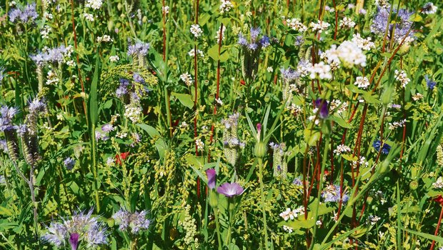 Blühstreifen sollen die Biodiversität fördern. Experten sind sich einig, dass es weitere Massnahmen zum Biodiversitäts-Schutz braucht. Für einmal steht nicht nur die Landwirtschaft im Fokus. (Bild jba)