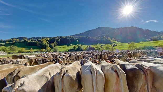 Die Zahl der aufgeführten Kühe sprengt schier jede Dimension. Trotzdem geht alles geordnet und rasch.