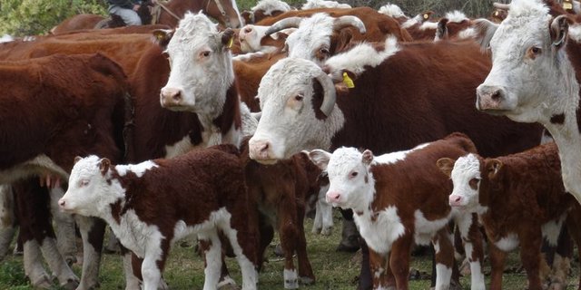 Ein Rinderherde in Argentinien. (mr)