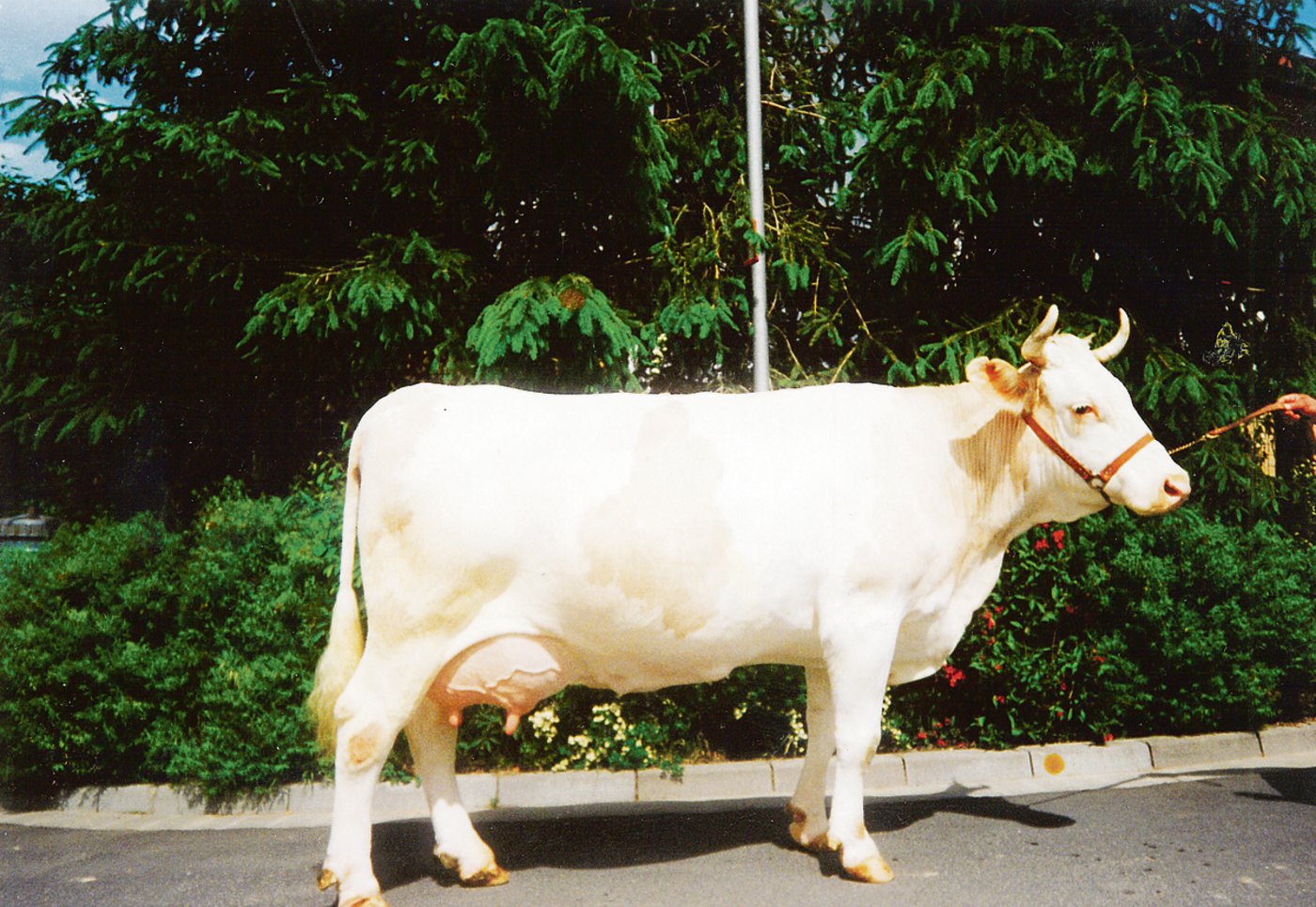 Die Albrist-Tochter Calanda von Heinz Eberhard nahm 1986 an der SIA in Paris teil. (Bild zVg)