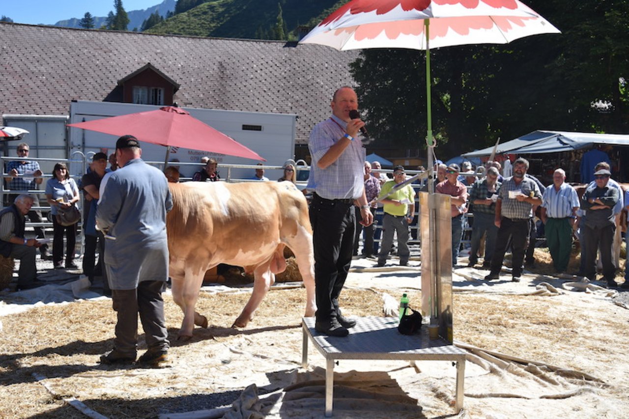 Auch ein Stier war an der Auktion: Der reine Simmentalerstier Milano Charly, geboren am 26.1.2019, wurde angeboten von Fritz Oberli, Schangnau BE und ging für 3200 Franken weg. 