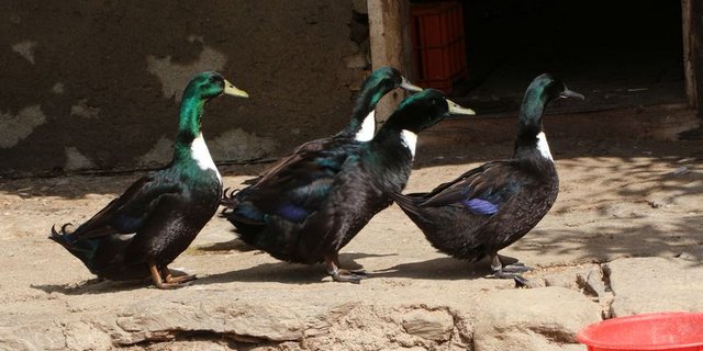 Pommernenten halten sich gerne in Gruppen auf und sind in der Haltung unkompliziert. Fürs Wohlbefinden und die Nahrungsaufnahme brauchen sie einen Teich. (Bild mf)