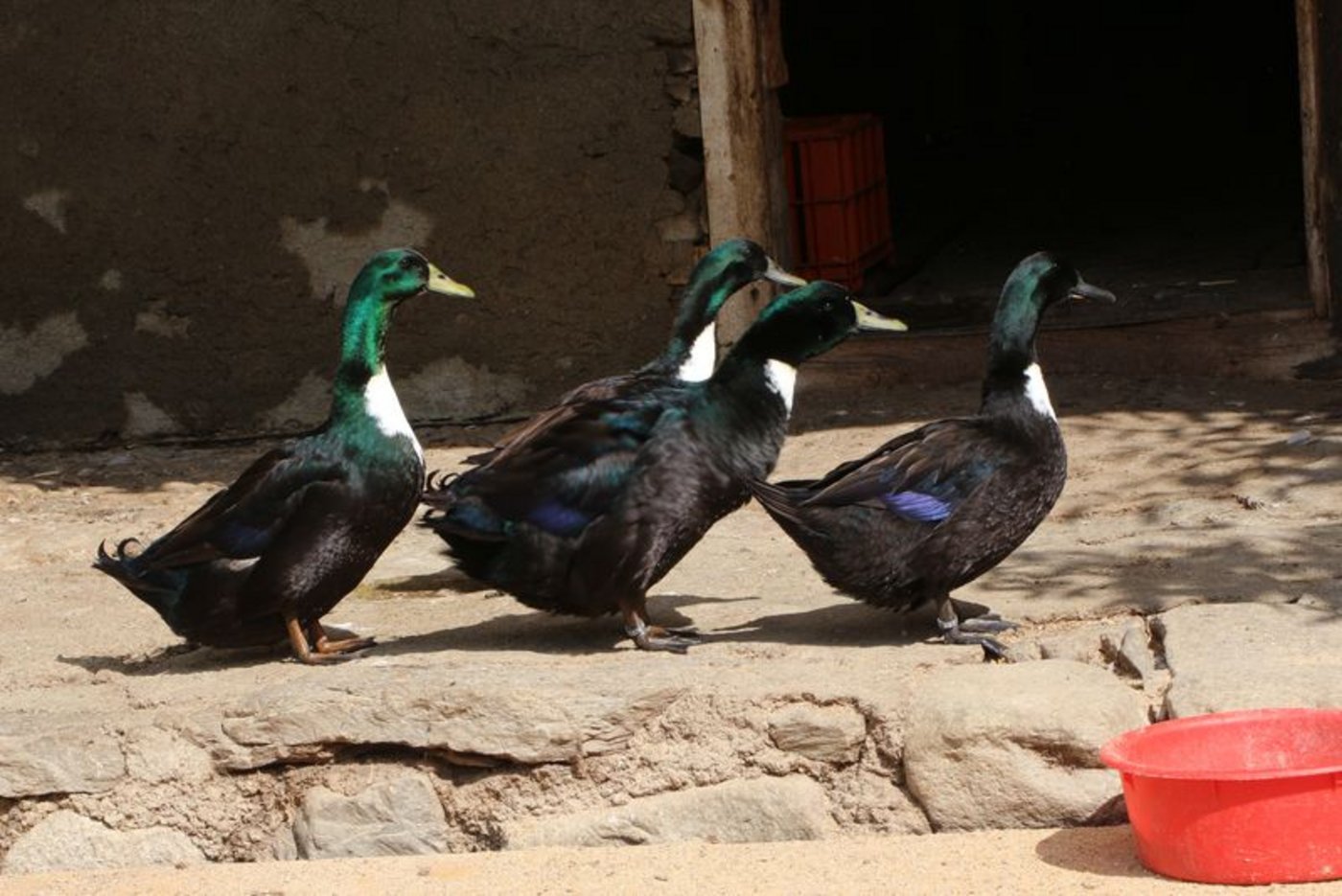 Pommernenten halten sich gerne in Gruppen auf und sind in der Haltung unkompliziert. Fürs Wohlbefinden und die Nahrungsaufnahme brauchen sie einen Teich. (Bild mf)