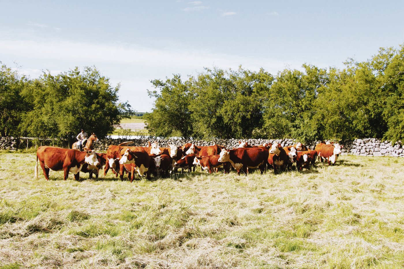 Die Herde reinrassiger Hereford ist der grosse Stolz vom Joaquin Stirling. Weiter züchtet er 300 Holstein-Milchkühe und 200 Fleischschafe und pflanzt Soja, Mais und Sorghum. 