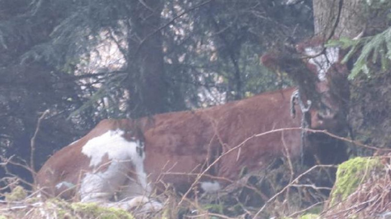 Spächtli versteckt sich gerne im Dickicht. (Bild Stiftung Gut Aiderbichl)