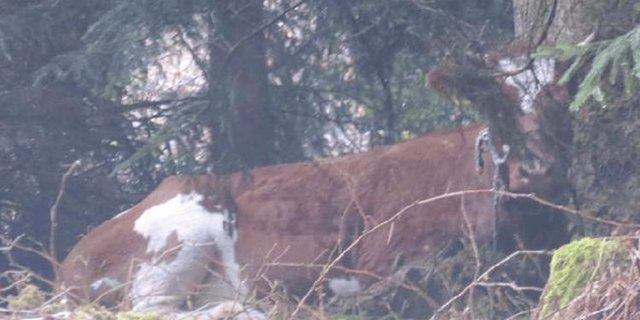 Spächtli versteckt sich gerne im Dickicht. (Bild Stiftung Gut Aiderbichl)