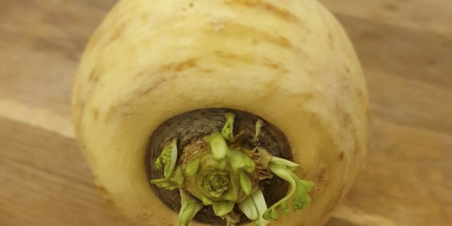 Die Pastinake lässt sich leicht mit der Petersilienwurzel verwechseln. Sie werden auch oft für dieselben Gerichte eingesetzt. (Bild ji)