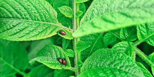 Die Behandlung mit Novodor muss in diesem Larvenstadium erfolgen. Mit Spinosad ist es wichtiger, dass möglichst alle Larven geschlüpft sind.