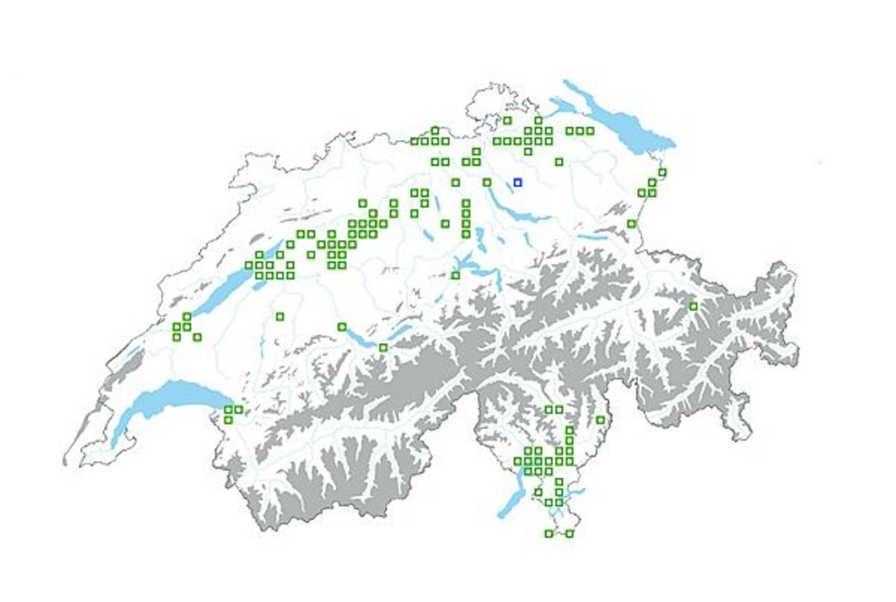 Fundstellen von Erdmandelgras in der Schweiz: Tessin, Rheintal und Mittelland sind die Schwerpunkte. (Grafik Info Flora / Geostat / Swisstopo)
